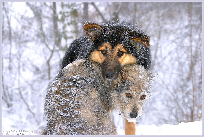 Two Dogs in Snow — White