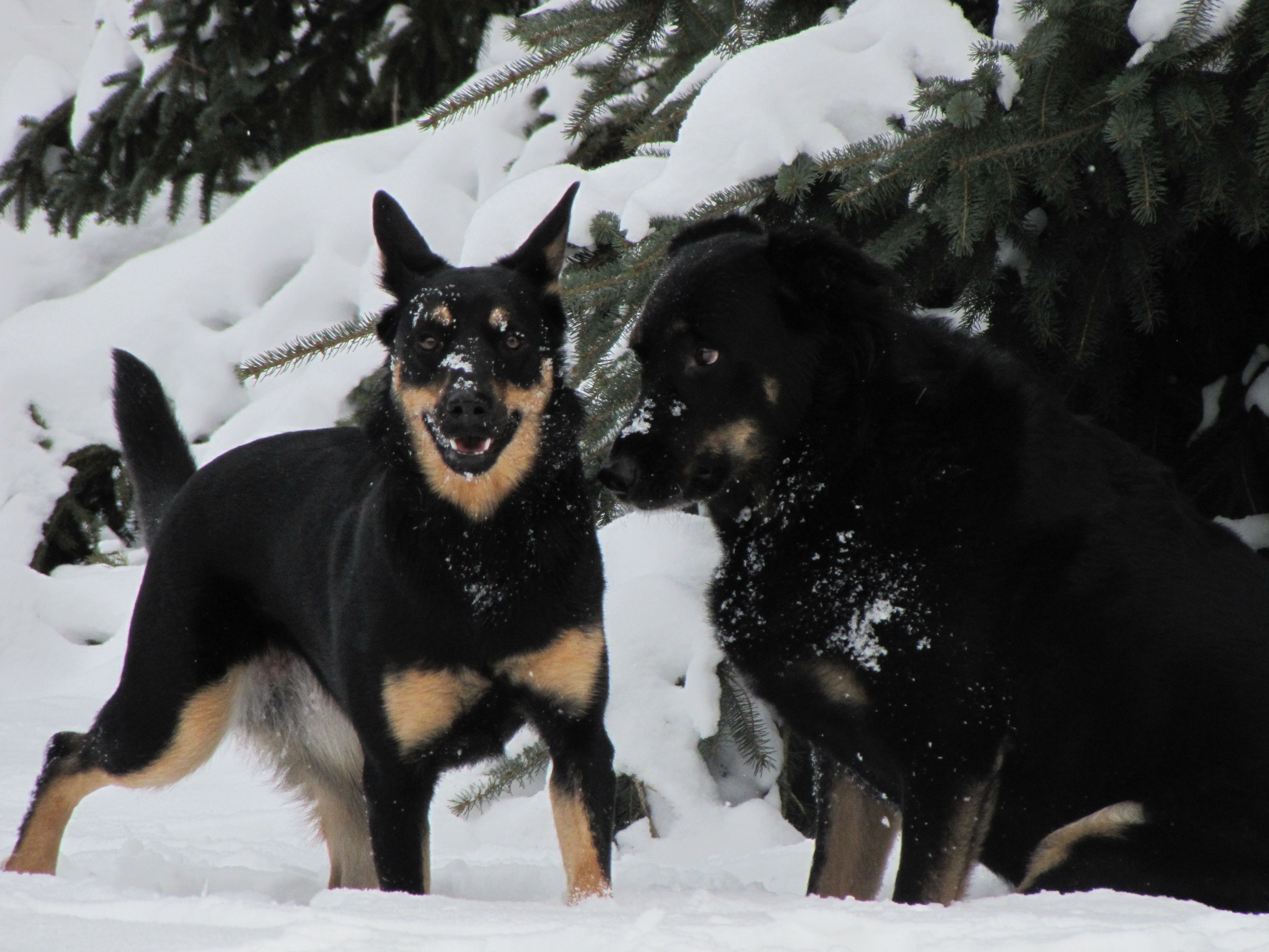 Two dogs in snowy forest