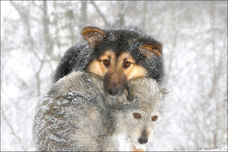 Two dogs in snowy forest