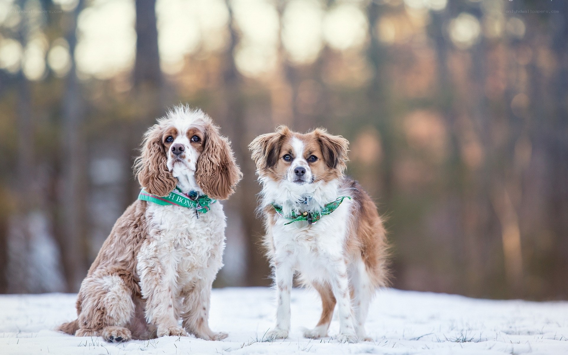 Two dogs in snowy forest
