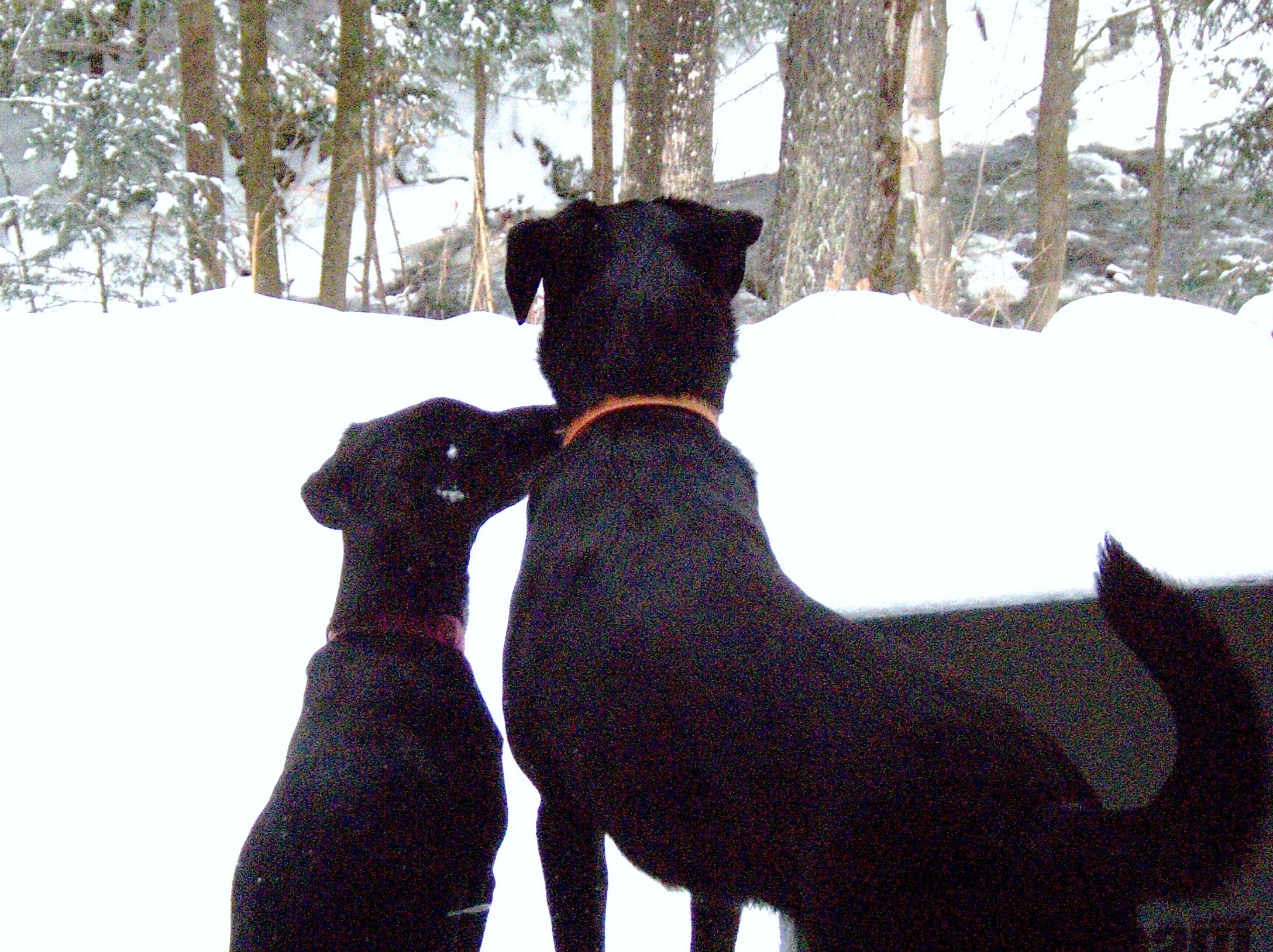 Two dogs in snowy woods