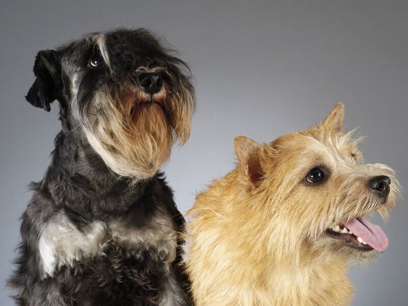 Two Dogs in Studio
