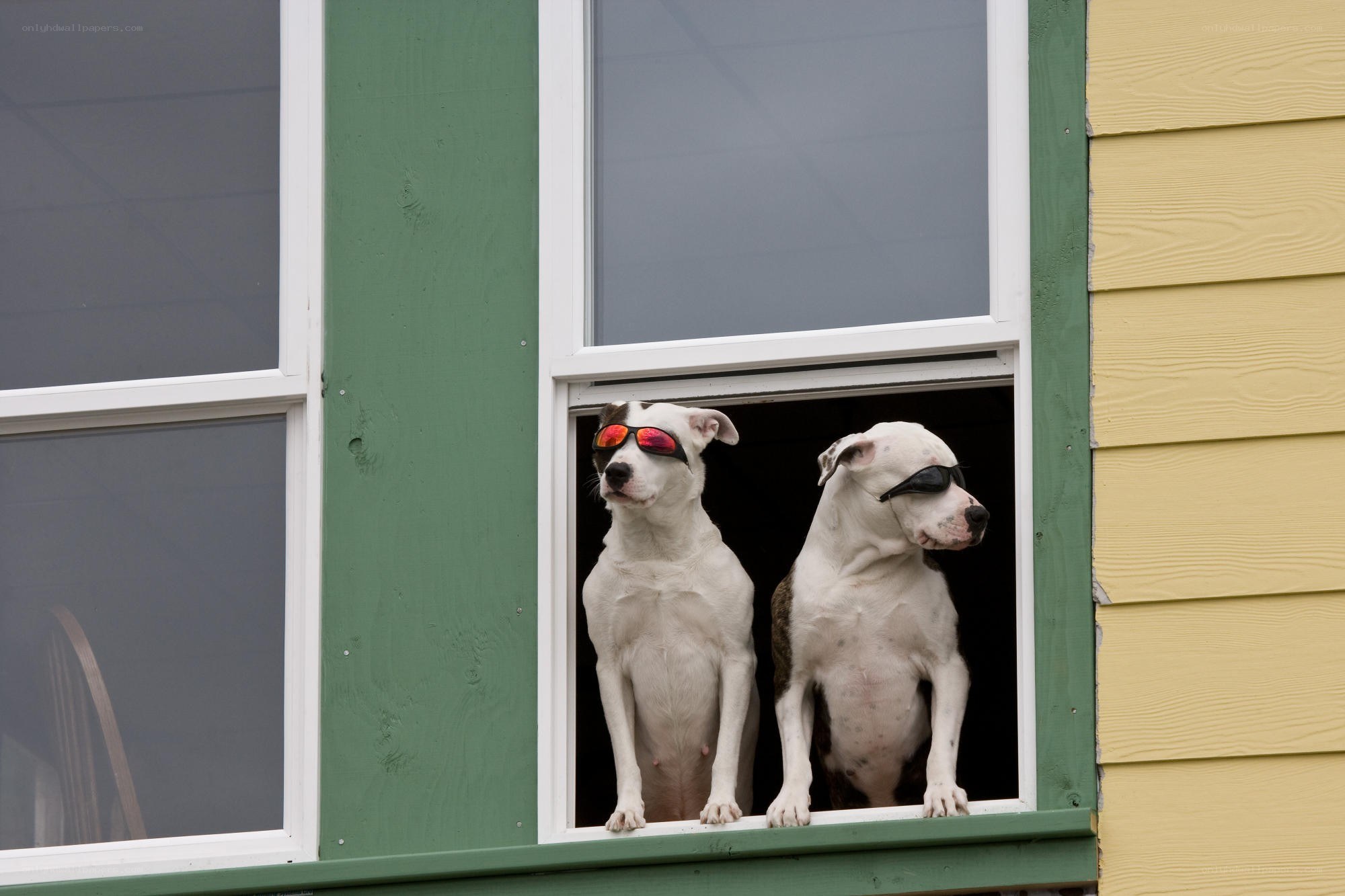 Two dogs in sunglasses at window