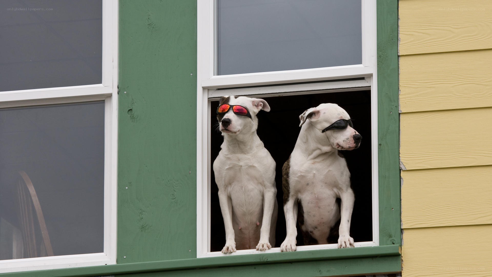 two dogs in sunglasses at window