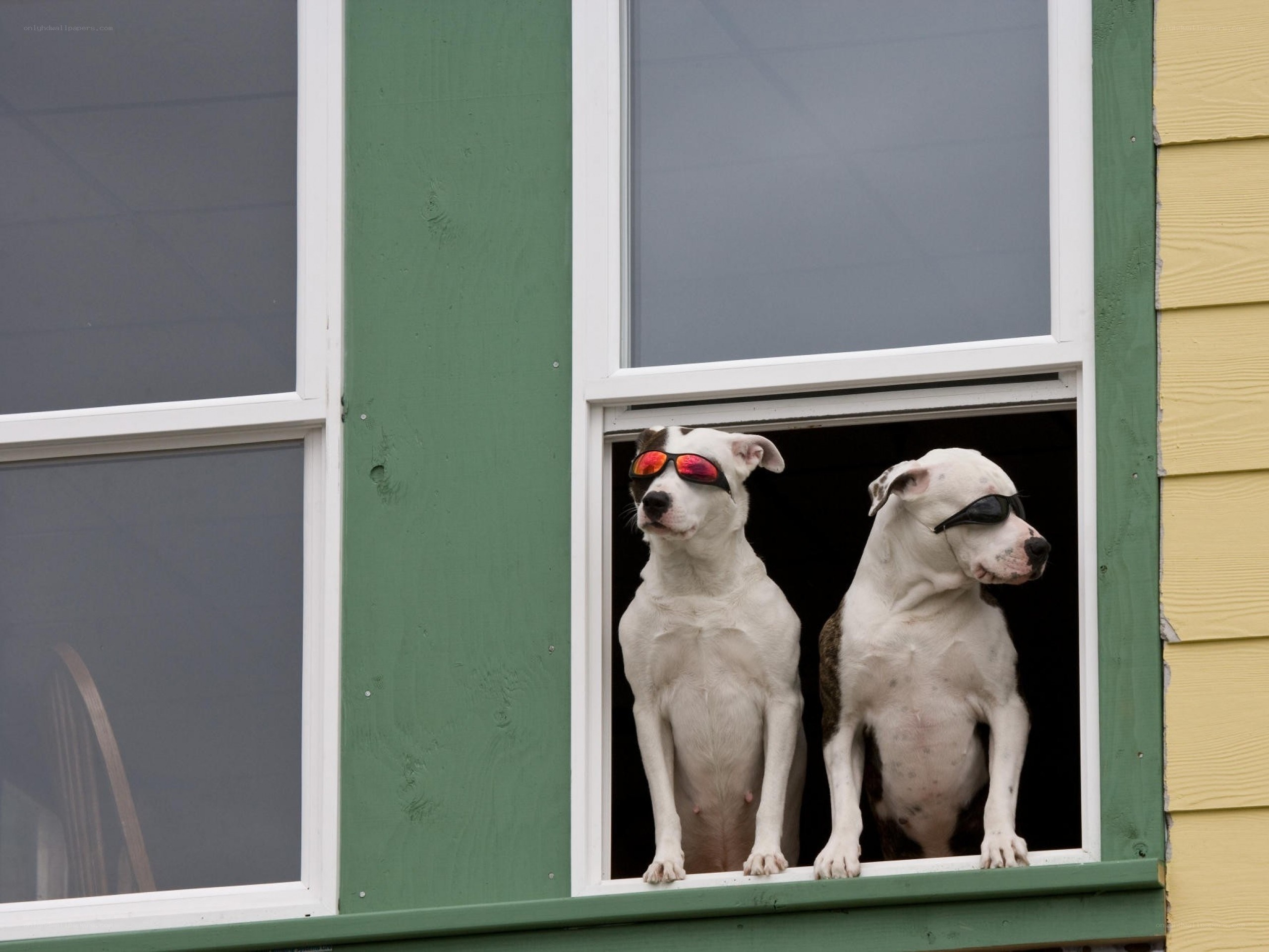Two dogs in sunglasses at window