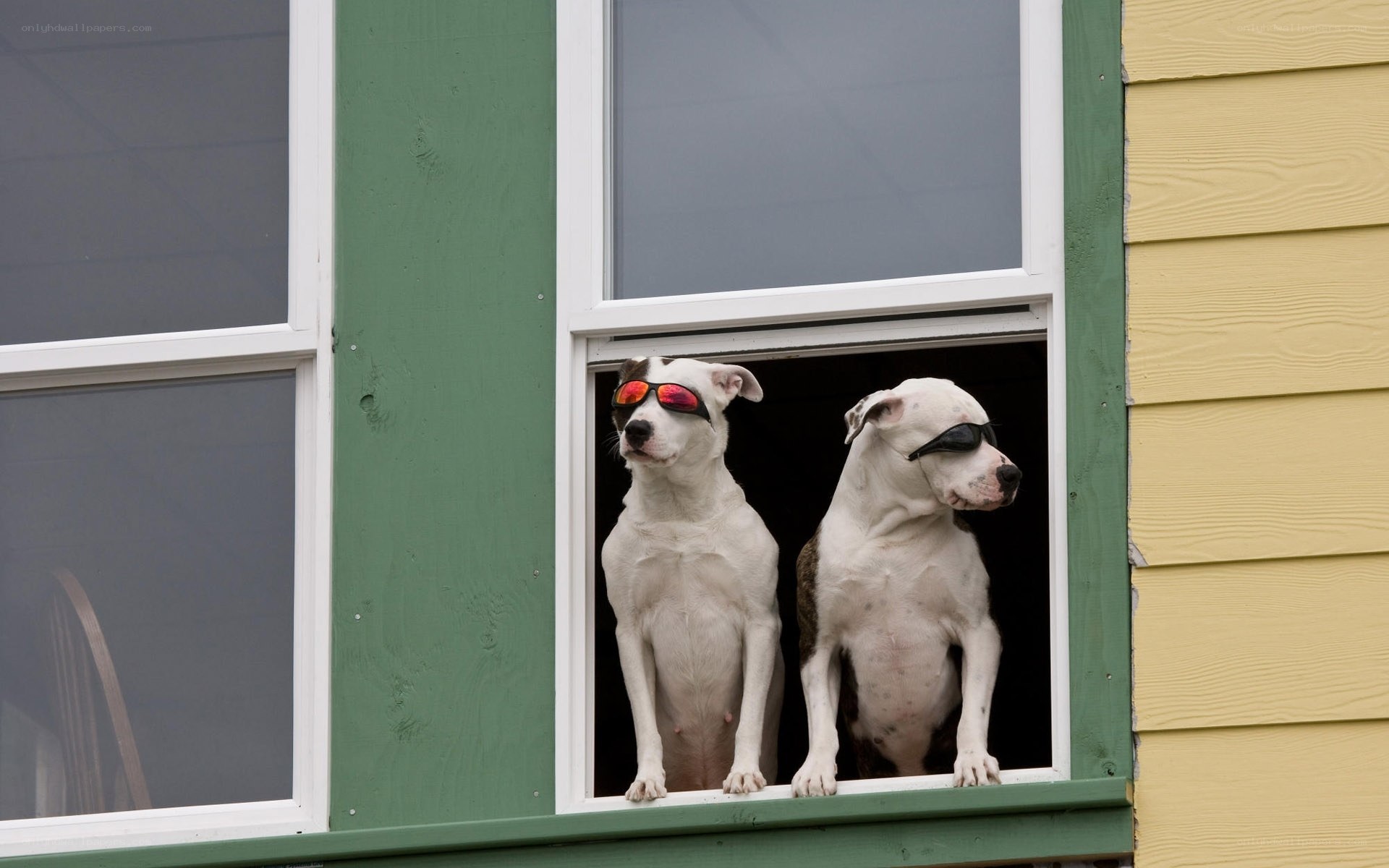 Two dogs in sunglasses at window