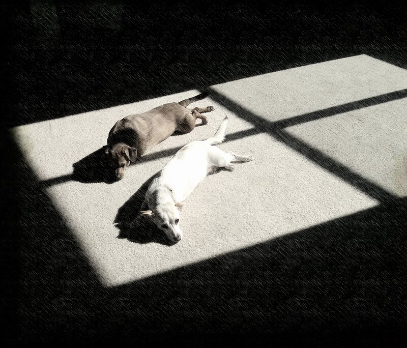 Two Dogs in Sunlight