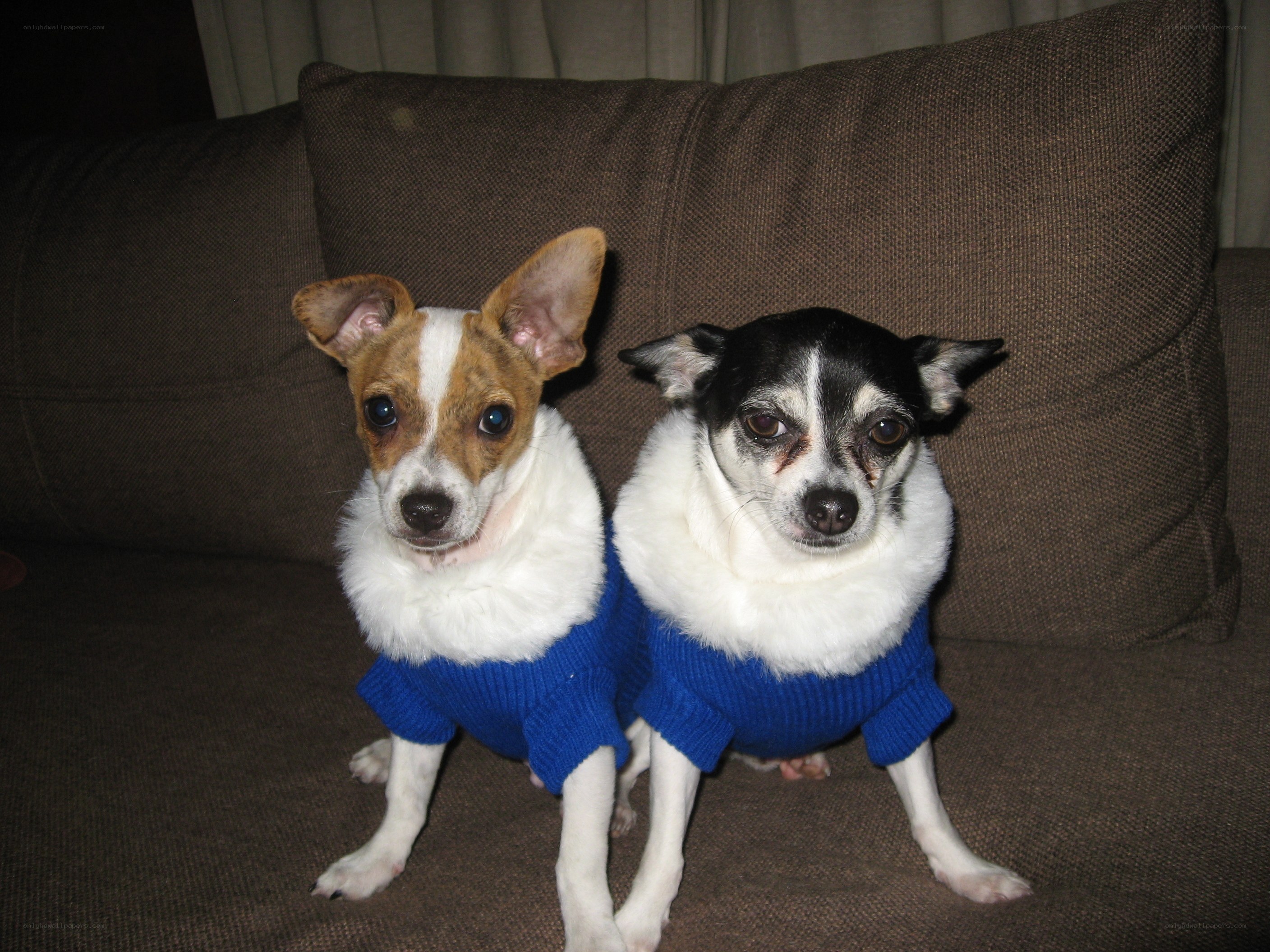 Two dogs in sweaters