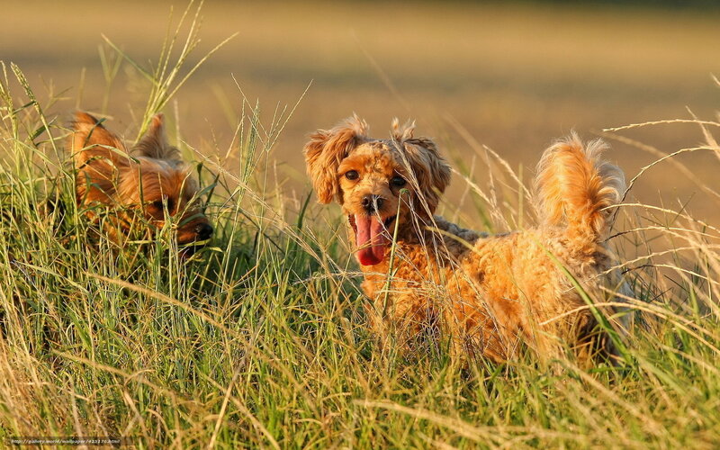 Two Dogs in Tall Grass — Green