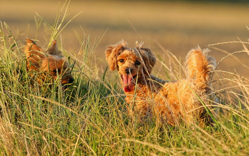 Two Dogs in Tall Grass