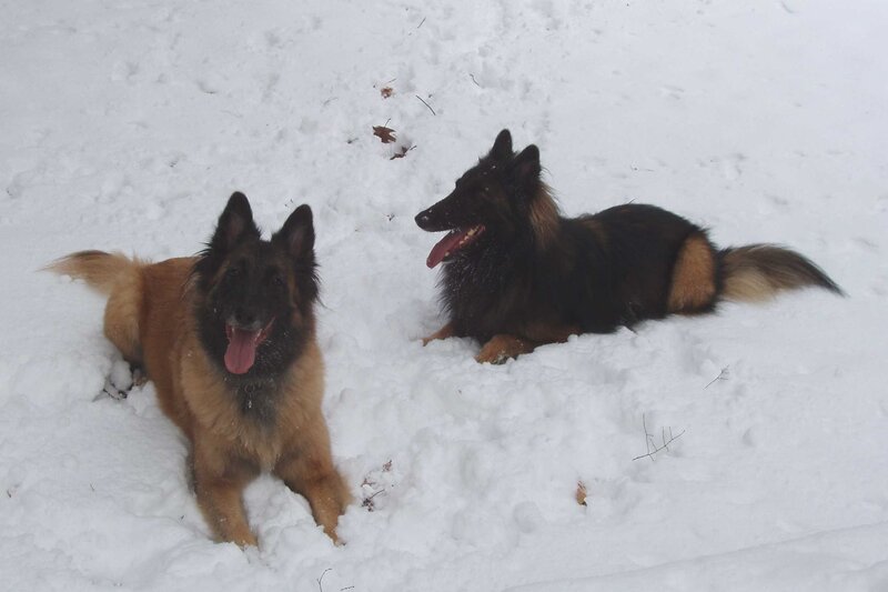 Two dogs in the snow