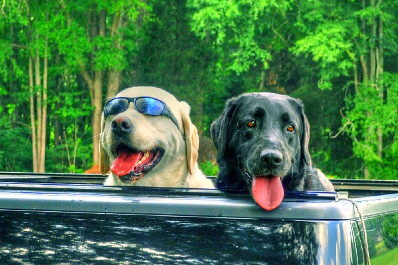 Two Dogs in Truck Bed