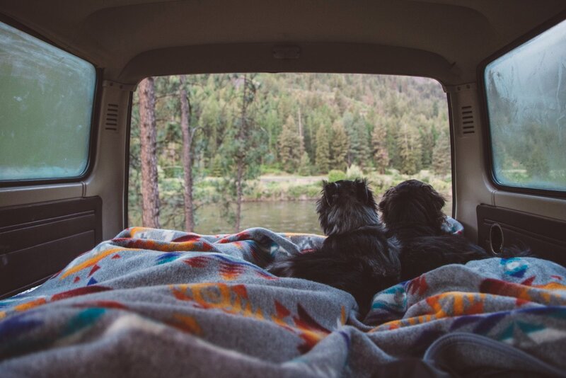 Two Dogs in Van