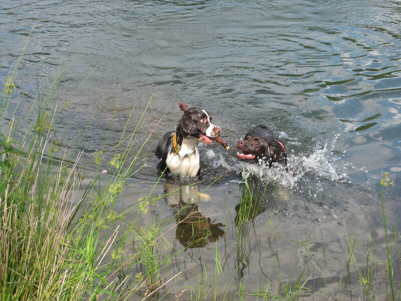 Two Dogs in Water — Green