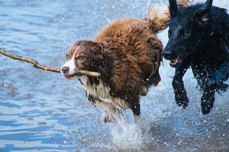 Two Dogs in Water