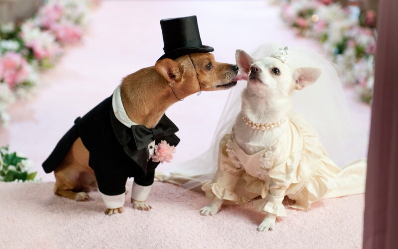 Two Dogs in Wedding Attire — Pink, Festive, Photograph