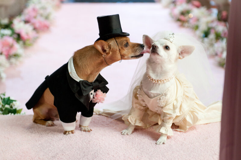 Two Dogs in Wedding Attire — Pink, Festive
