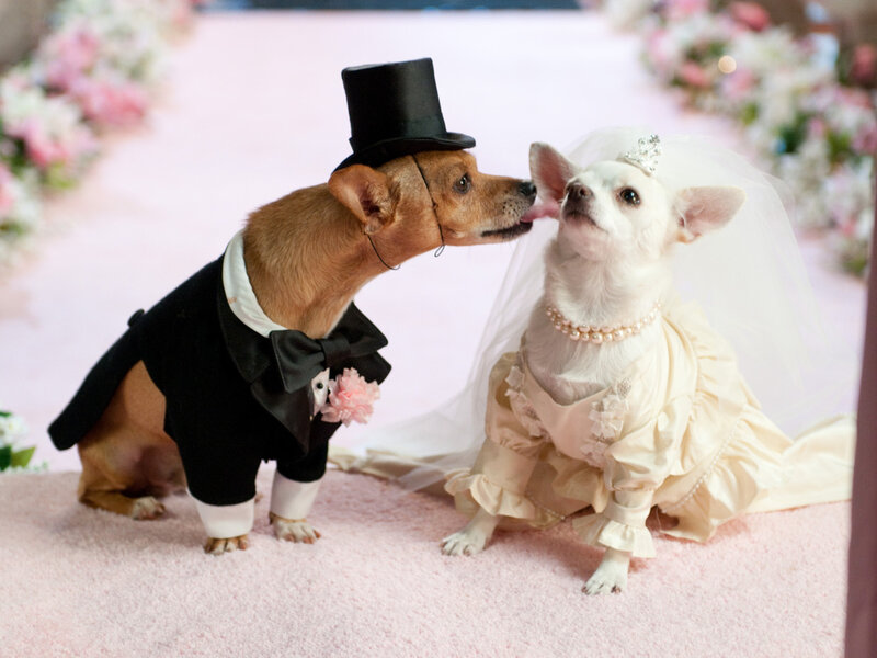 Two Dogs in Wedding Attire — Pink