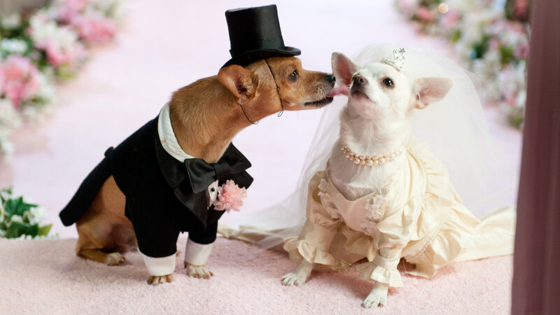 Two Dogs in Wedding Attire