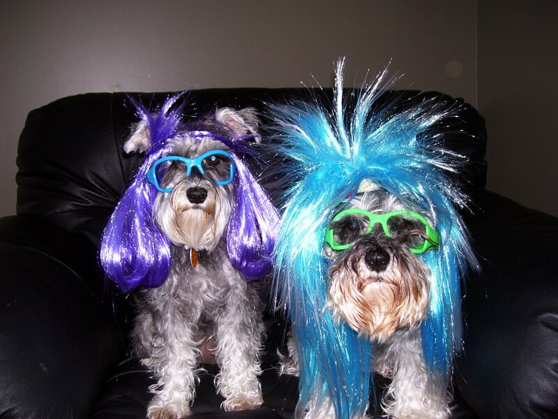 Two Dogs in Wigs