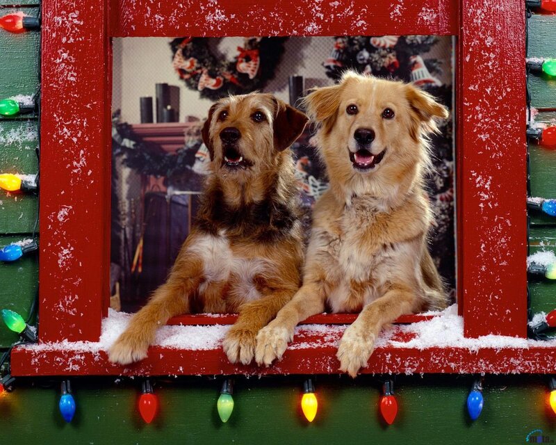 Two Dogs in Window — Red