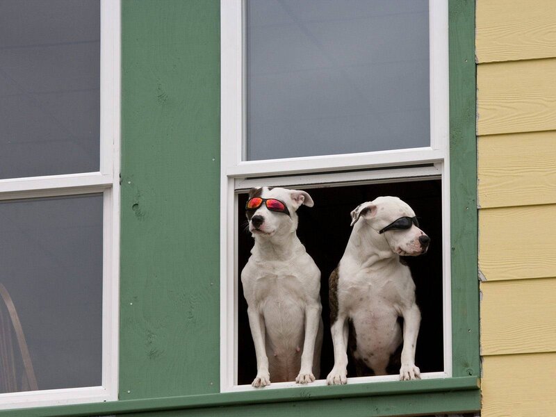 Two Dogs in Window — White