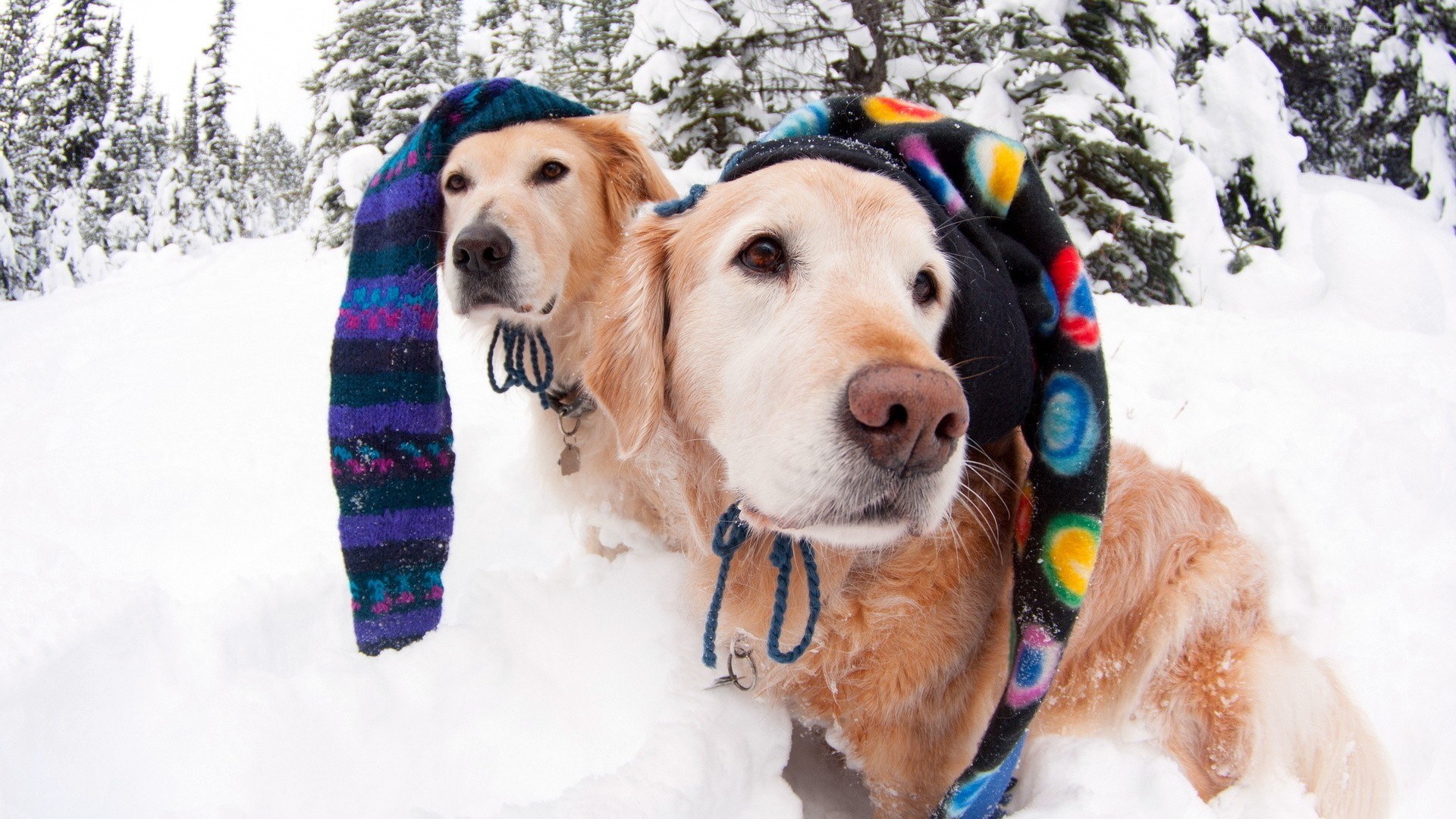 Two dogs in winter hats