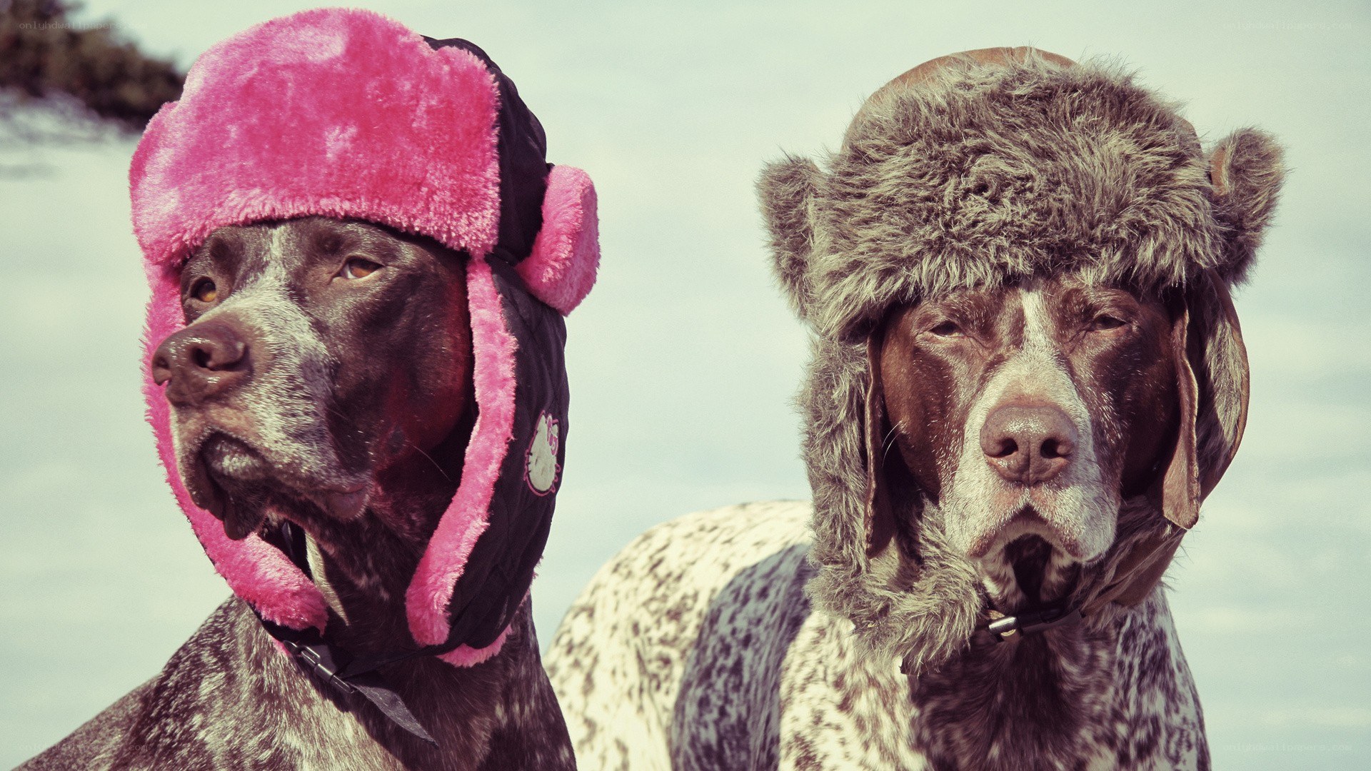 two dogs in winter hats
