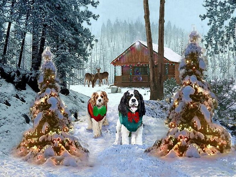Two Dogs in Winter — White