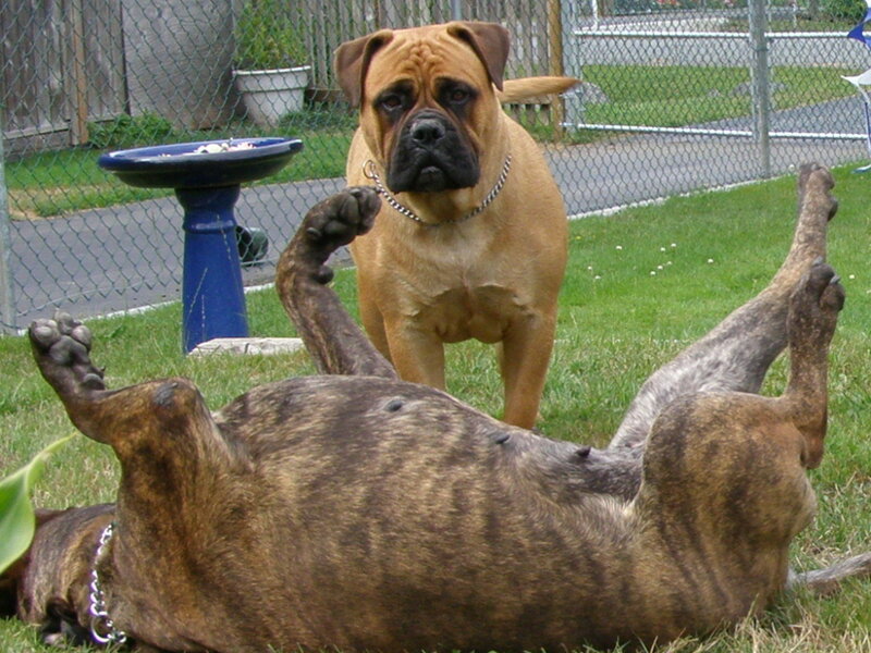 Two Dogs in Yard — Brown