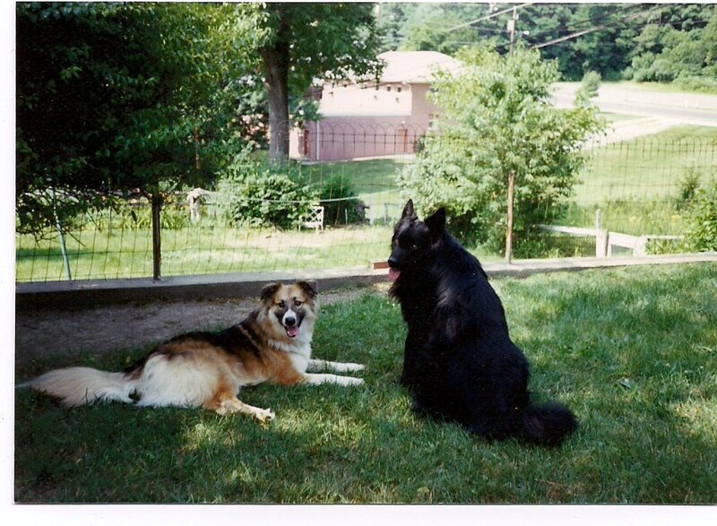 Two Dogs in Yard