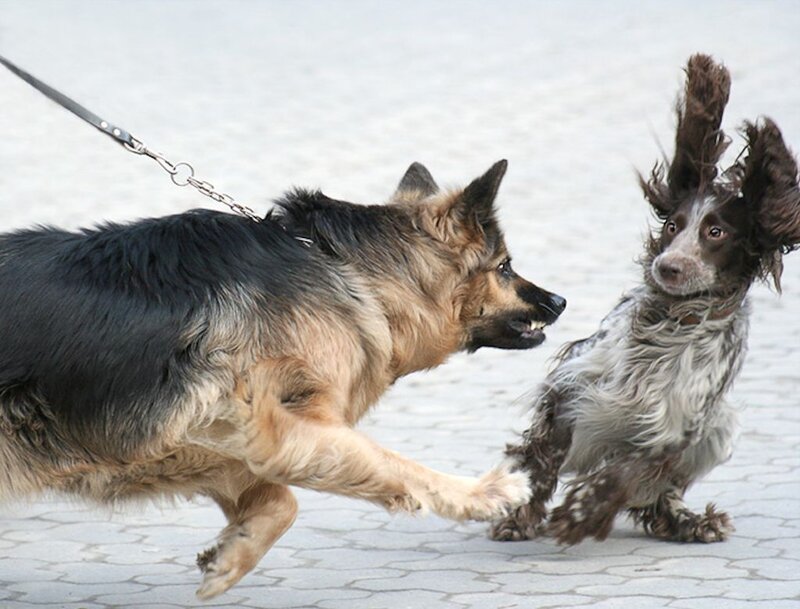 Two Dogs Interacting — Black, Tense