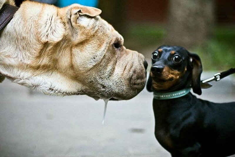 Two Dogs Interacting — Black
