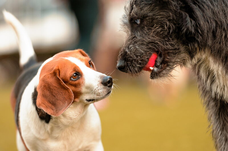Two Dogs Interacting — Brown, Calm, Afternoon