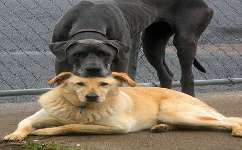 Two Dogs Interacting — Brown, Calm