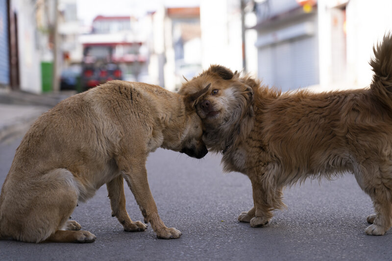 Two Dogs Interacting — Brown, Neutral