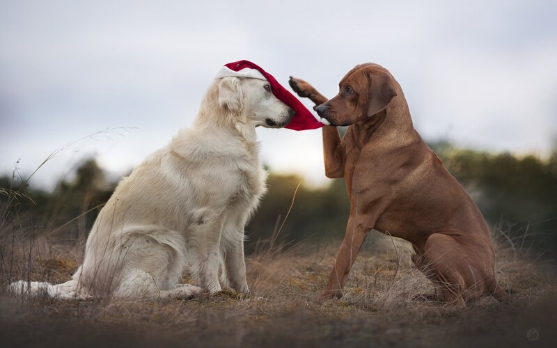 Two Dogs Interacting — Brown, Playful, Afternoon, Photograph