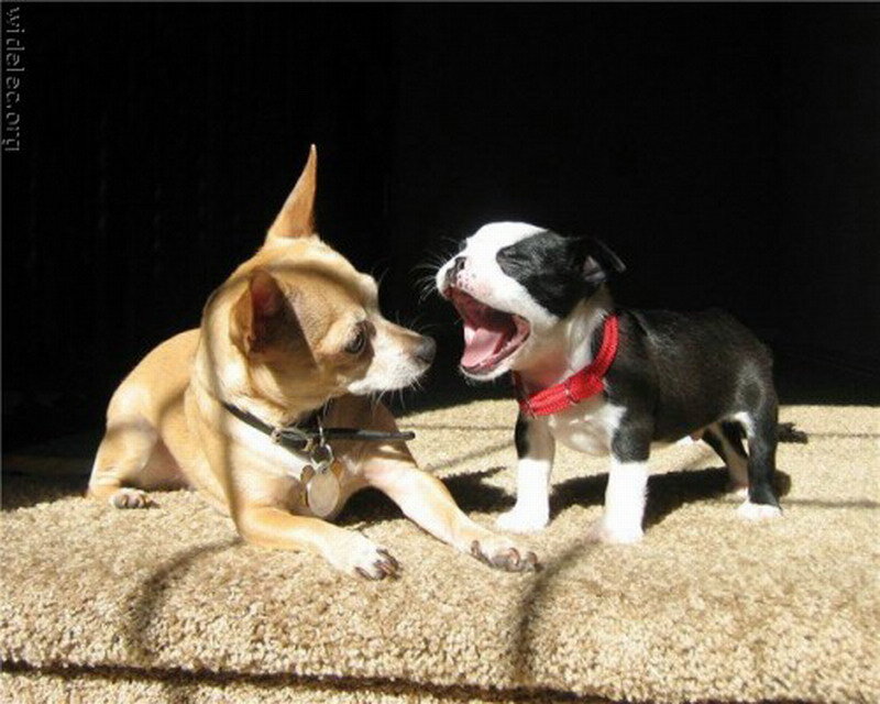 Two Dogs Interacting — Brown, Playful, Afternoon