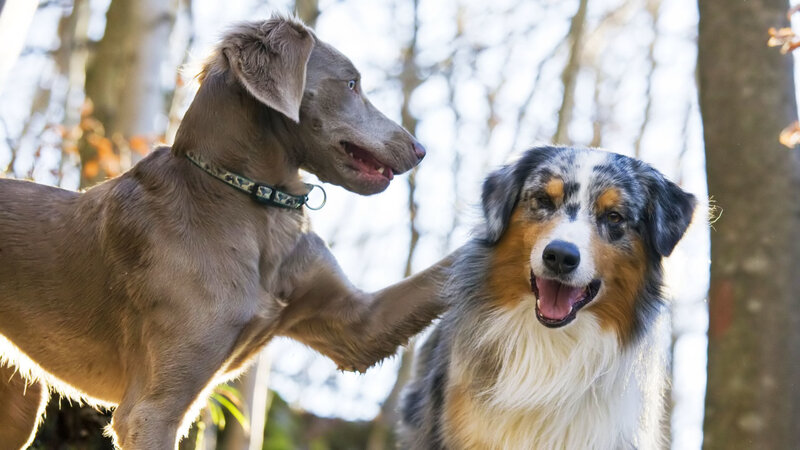Two Dogs Interacting — Brown, Playful