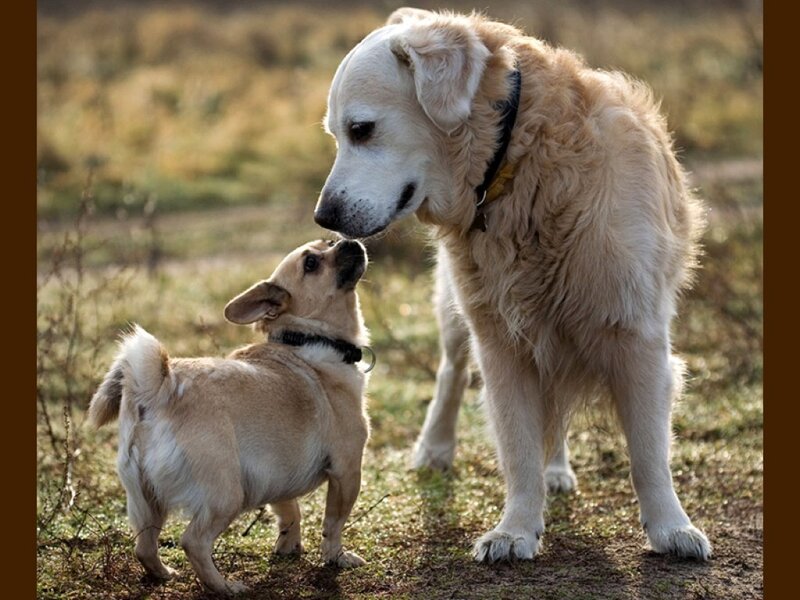 Two Dogs Interacting — Brown