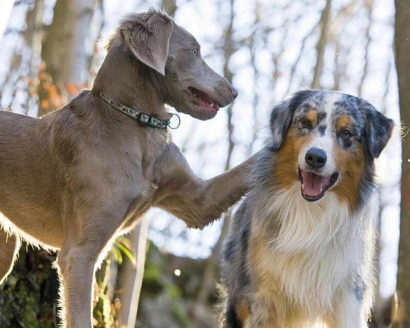 Two Dogs Interacting — Gray
