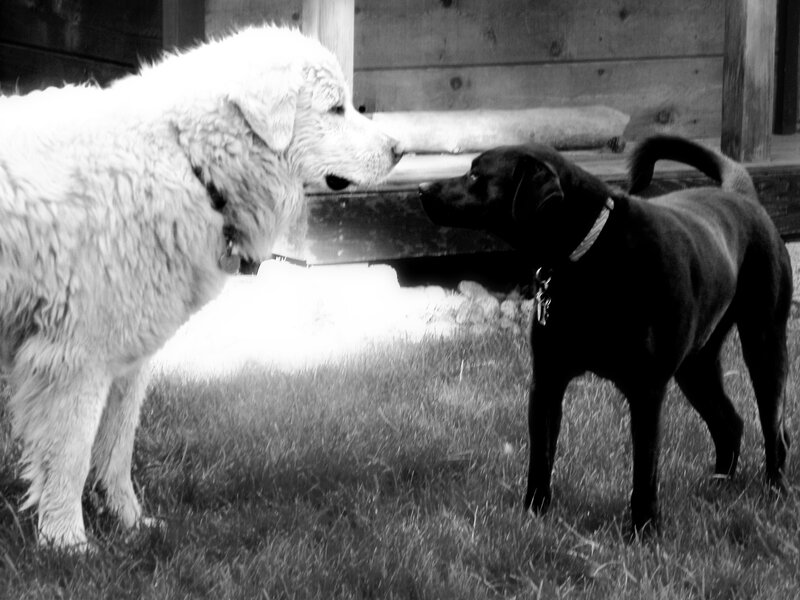 Two dogs interacting on grass