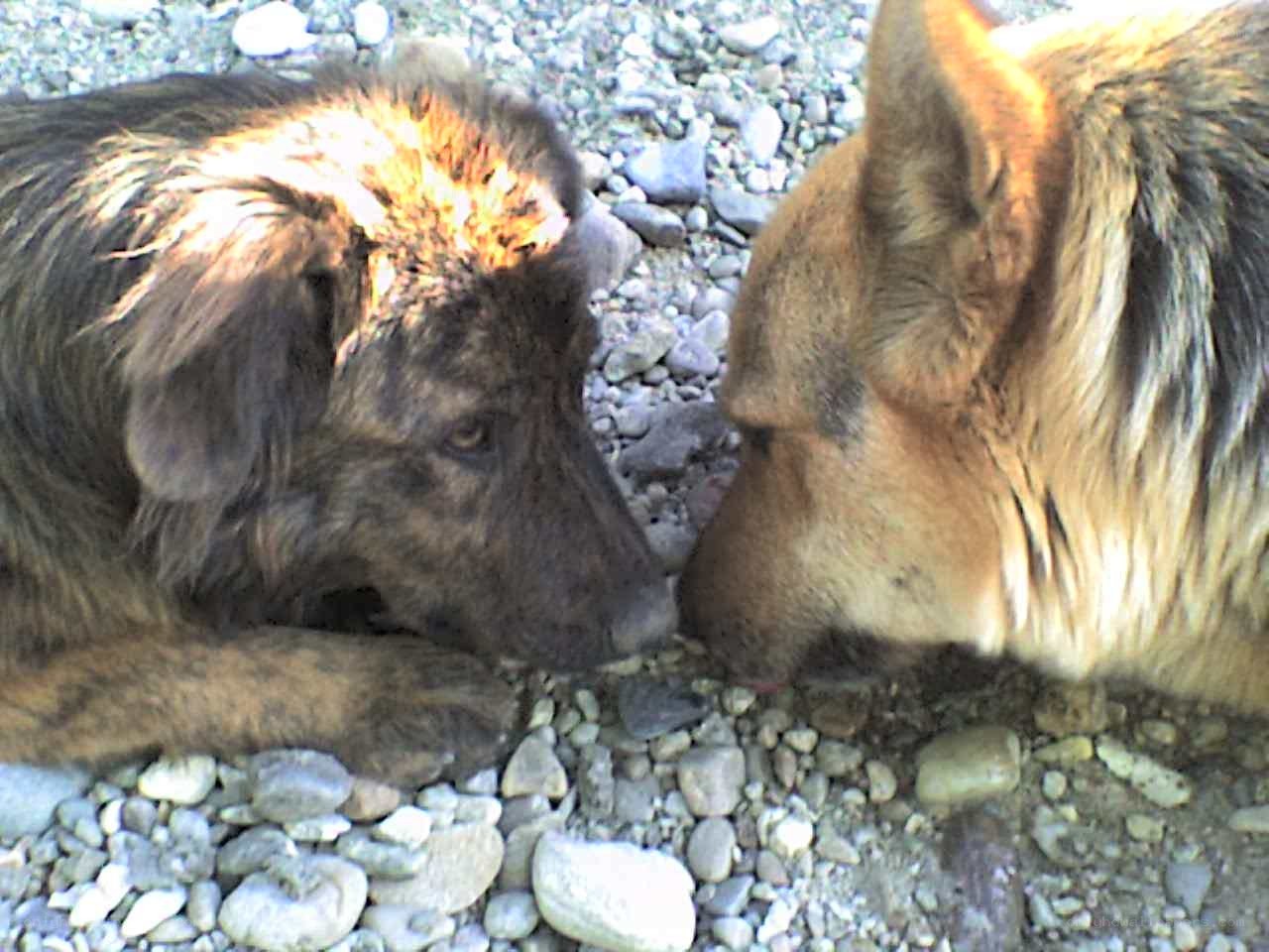 two dogs interacting on gravel
