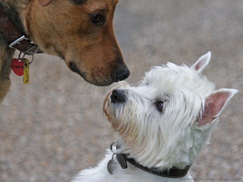 two dogs interacting