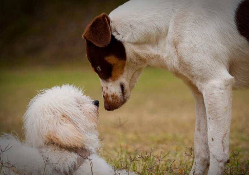 Two Dogs Interacting — White