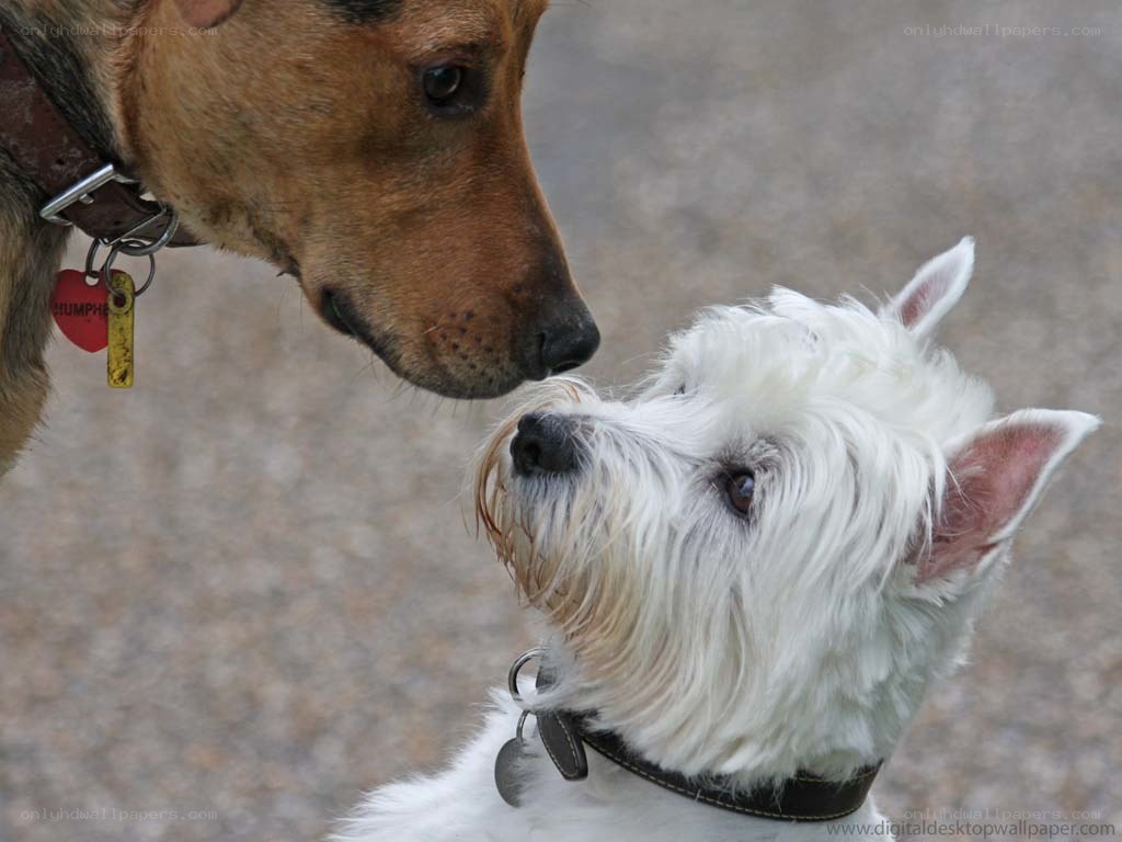 two dogs interacting