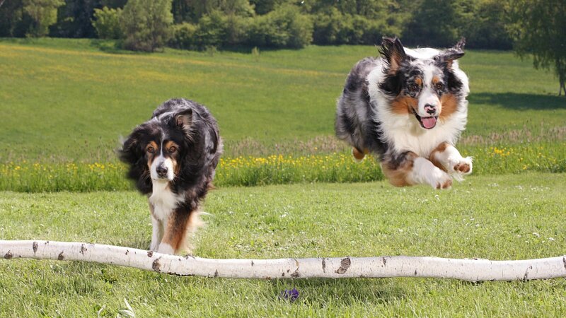 Two dogs jumping over a log