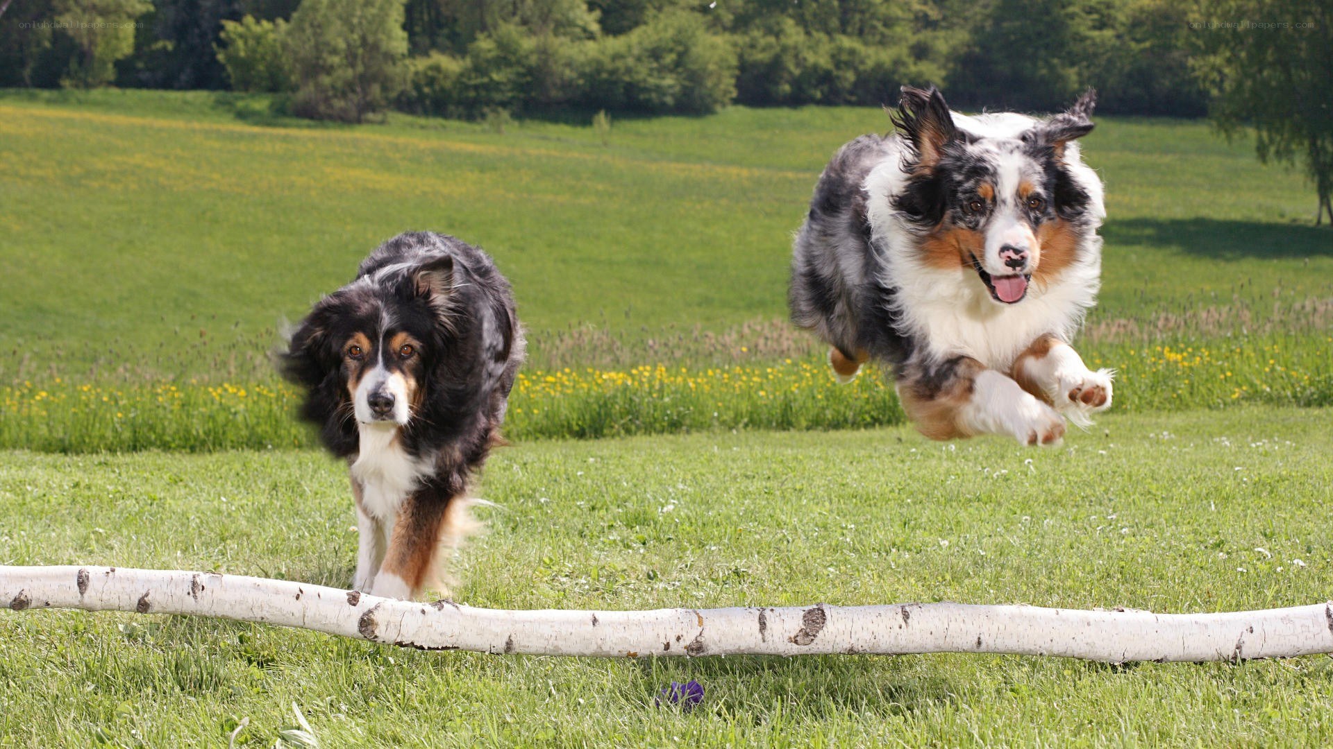 Two dogs jumping over a log