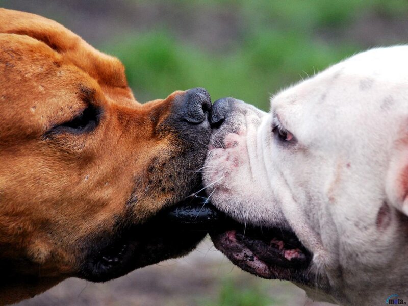 Two Dogs Kissing