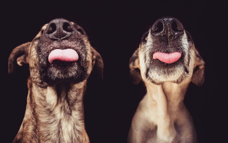 Two Dogs Licking Nose — Black